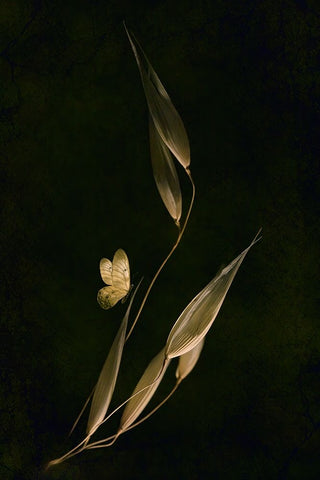 Waiting For Dawn Black Ornate Wood Framed Art Print with Double Matting by Kiral, Cicek