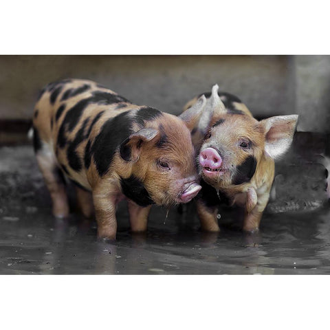 Dirty Gossip In The Pool Gold Ornate Wood Framed Art Print with Double Matting by Van Den, Gert