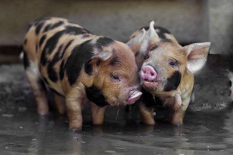 Dirty Gossip In The Pool Black Ornate Wood Framed Art Print with Double Matting by Van Den, Gert