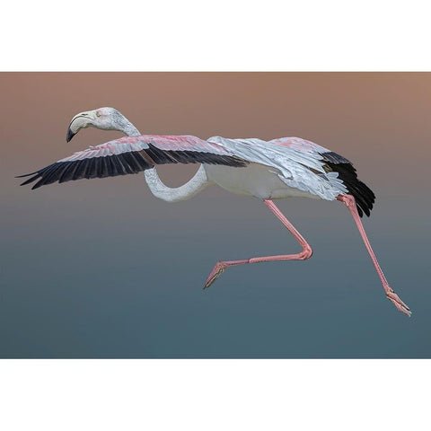 Flamingo Escape Black Modern Wood Framed Art Print by Eman Elghazzawy, Dr.