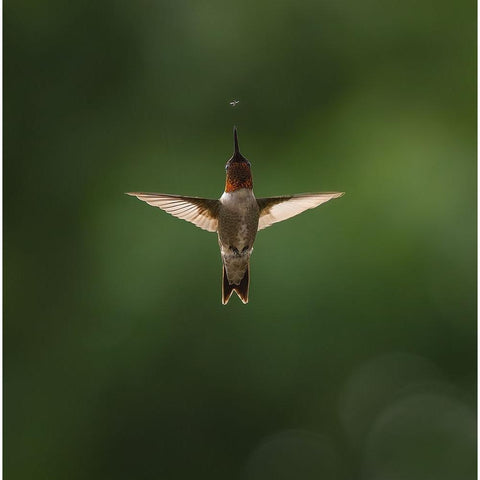 In The Little World Black Modern Wood Framed Art Print with Double Matting by Zhu, Eugene