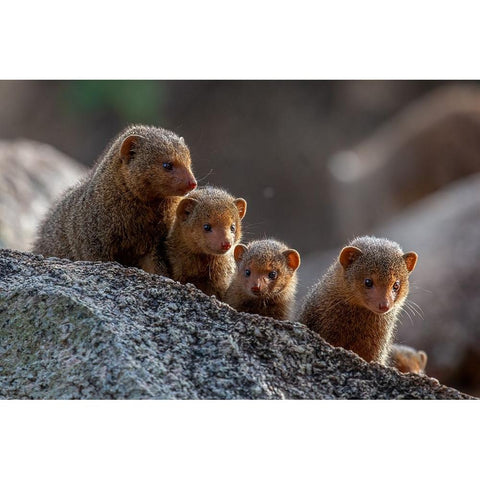 Dwarf Mongooses White Modern Wood Framed Art Print by Catta, Alessandro