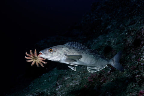 Atka Mackerel Father Black Ornate Wood Framed Art Print with Double Matting by Ichinoseki, Sayaka