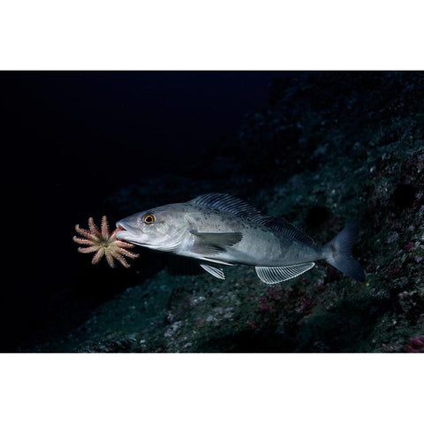 Atka Mackerel Father White Modern Wood Framed Art Print by Ichinoseki, Sayaka