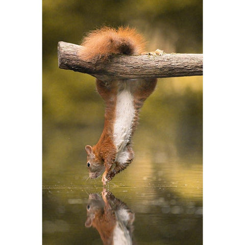Hanging Squirrel White Modern Wood Framed Art Print by Colemont, Niki