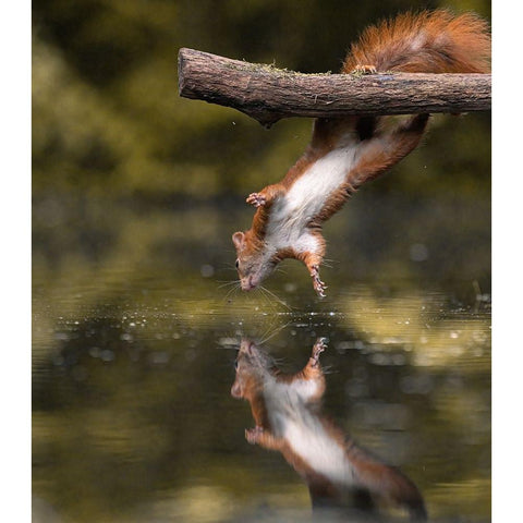 Mirrorless Black Modern Wood Framed Art Print with Double Matting by Colemont, Niki