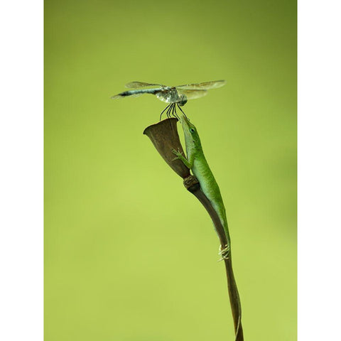 Keep Your Mouth Close White Modern Wood Framed Art Print by Teng, Gerri