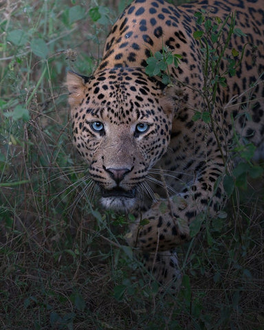 Seizing Of The Soul White Modern Wood Framed Art Print with Double Matting by Rawat, Chaitanya