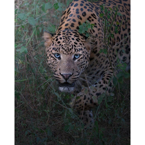 Seizing Of The Soul Black Modern Wood Framed Art Print with Double Matting by Rawat, Chaitanya