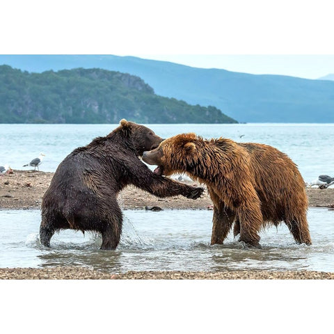 Discussions Black Modern Wood Framed Art Print with Double Matting by Damico, Giuseppe