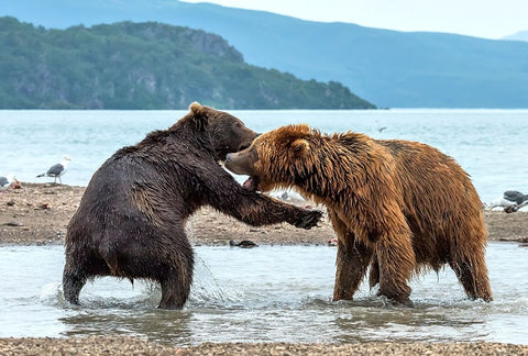 Discussions White Modern Wood Framed Art Print with Double Matting by Damico, Giuseppe