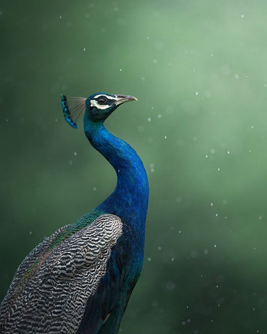 Crowned Onlooker White Modern Wood Framed Art Print with Double Matting by Rawat, Chaitanya