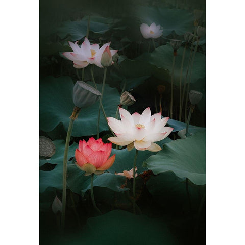 Lotus Black Modern Wood Framed Art Print with Double Matting by Kim, Youngil