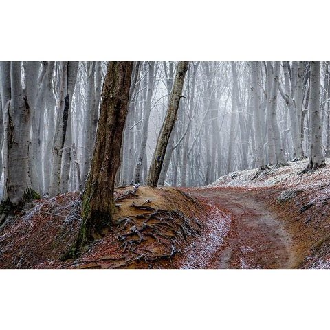 Forest Between Fall And Winter With Rusty Leaves And A Leading Path Black Modern Wood Framed Art Print with Double Matting by Oprea, Vio