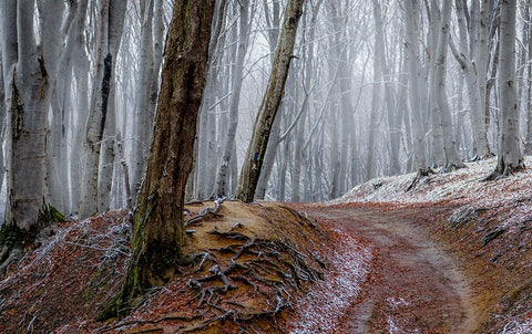 Forest Between Fall And Winter With Rusty Leaves And A Leading Path White Modern Wood Framed Art Print with Double Matting by Oprea, Vio