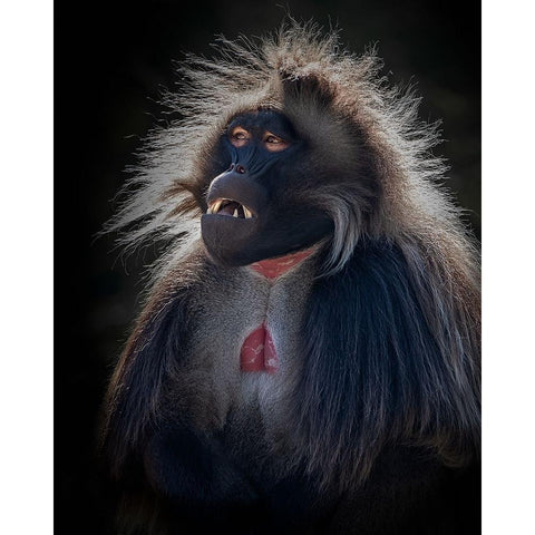 Sd Mandarin Black Modern Wood Framed Art Print with Double Matting by Mugg, Bill