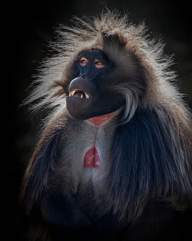 Sd Mandarin Black Ornate Wood Framed Art Print with Double Matting by Mugg, Bill