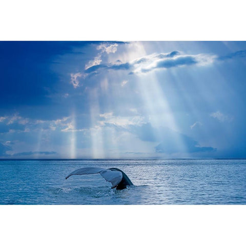 Whale And Sun Rays Gold Ornate Wood Framed Art Print with Double Matting by Costina, Mircea