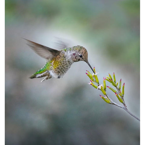 Small Hummingbird And Tiny Flower Black Modern Wood Framed Art Print by Huang, Xiaojian