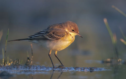 The First Ray Black Ornate Wood Framed Art Print with Double Matting by Gentili, Marco