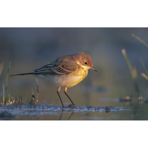 The First Ray Gold Ornate Wood Framed Art Print with Double Matting by Gentili, Marco