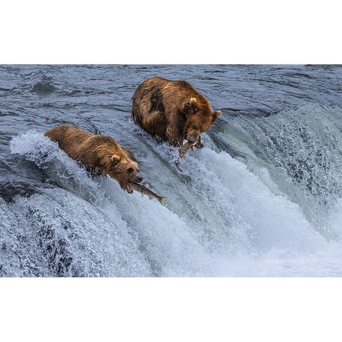 Who Will SurvIVe-Salmon Running Into BearS Mouth Black Modern Wood Framed Art Print by Pingwei Pan, Joy