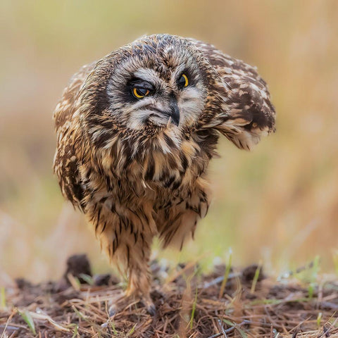 N/A Black Modern Wood Framed Art Print with Double Matting by Taksing