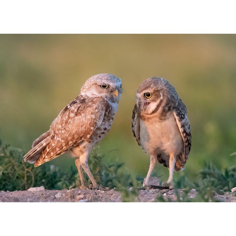 DaddyS Boy White Modern Wood Framed Art Print by Chen, Ming