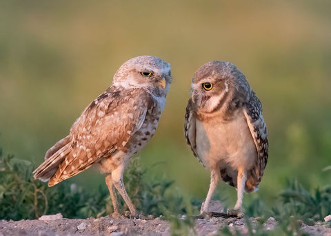 DaddyS Boy Black Ornate Wood Framed Art Print with Double Matting by Chen, Ming