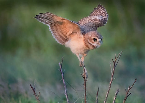 Ready To Hunt Black Ornate Wood Framed Art Print with Double Matting by Chen, Ming