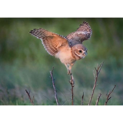 Ready To Hunt Black Modern Wood Framed Art Print by Chen, Ming