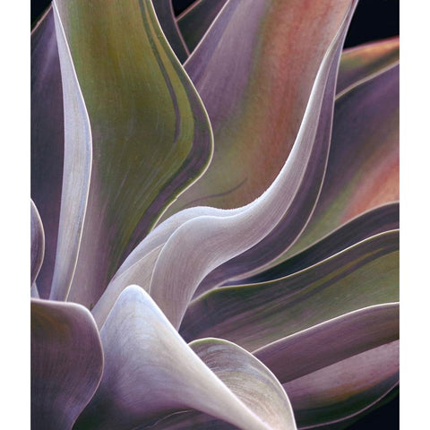 Agave Summer Abstract Black Modern Wood Framed Art Print with Double Matting by Wechsler, Robin