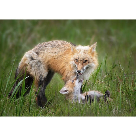 Foxes White Modern Wood Framed Art Print by Ji, Shirley