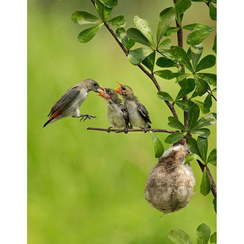 MotherS Love 2 Black Modern Wood Framed Art Print with Double Matting by Muliani Hartojo, Angela