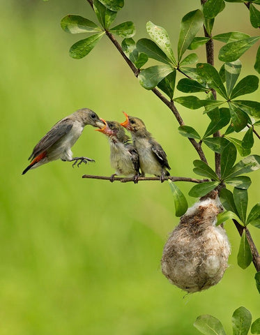 MotherS Love 2 White Modern Wood Framed Art Print with Double Matting by Muliani Hartojo, Angela