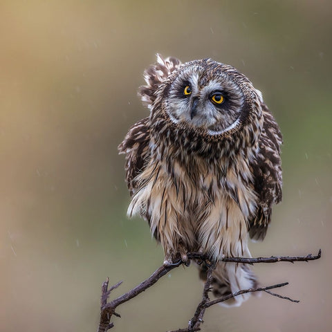 N/A Black Ornate Wood Framed Art Print with Double Matting by Taksing