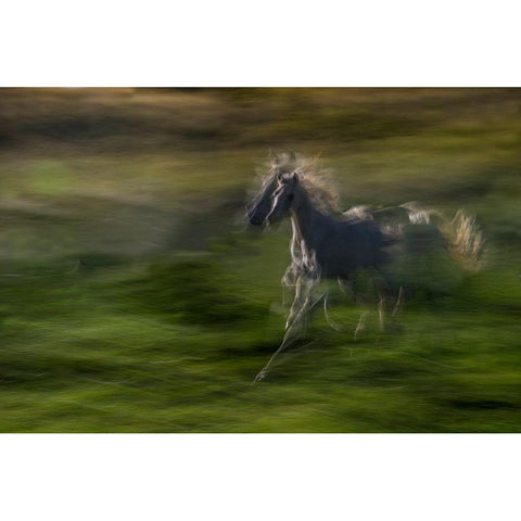 Galloping Black Modern Wood Framed Art Print with Double Matting by Malovrh, Milan
