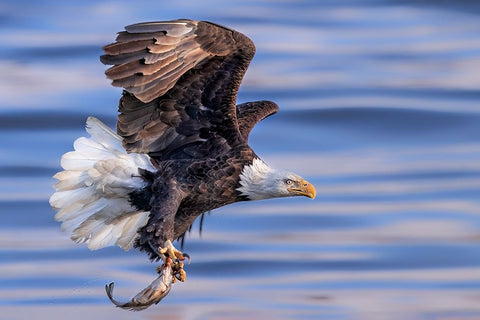 ItS My Dinner Black Ornate Wood Framed Art Print with Double Matting by Zuo, Jun