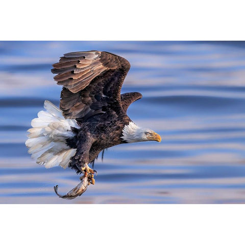 ItS My Dinner Black Modern Wood Framed Art Print by Zuo, Jun