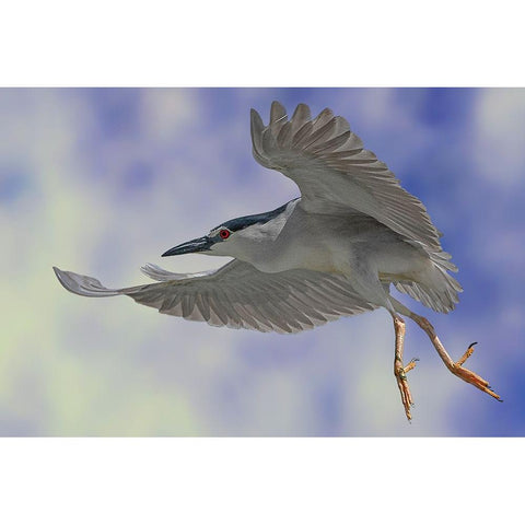Night Heron Dance Black Modern Wood Framed Art Print by Eman Elghazzawy, Dr.