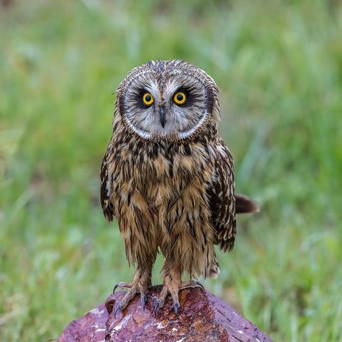 EÂ›UaÂÂŽAdÂAecÂ…AeÂ–D White Modern Wood Framed Art Print with Double Matting by Taksing