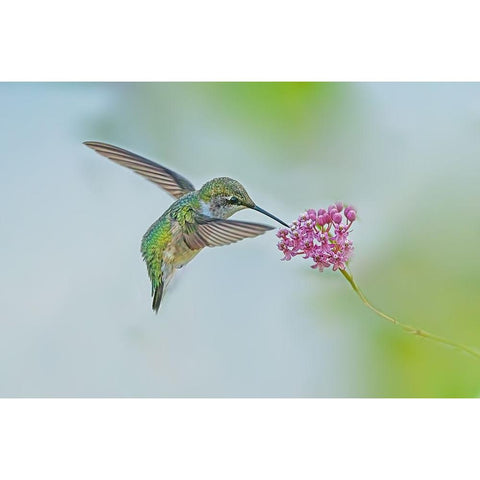 Let Me Eat! Gold Ornate Wood Framed Art Print with Double Matting by Lu, Ling