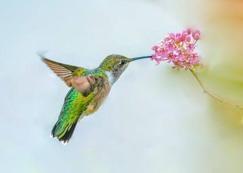 Free Swinging White Modern Wood Framed Art Print with Double Matting by Lu, Ling