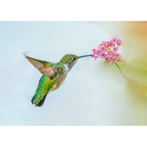 Free Swinging White Modern Wood Framed Art Print by Lu, Ling