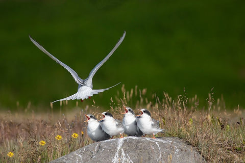 Life White Modern Wood Framed Art Print with Double Matting by Khrbawe, Ayman