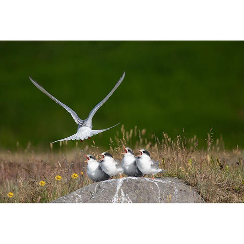 Life White Modern Wood Framed Art Print by Khrbawe, Ayman