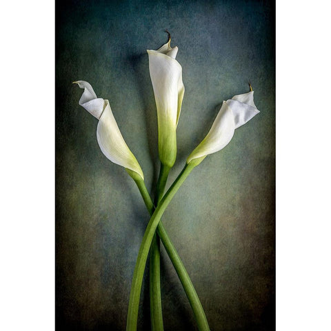 Tower Of Calla Black Modern Wood Framed Art Print with Double Matting by Berberich, Matthew