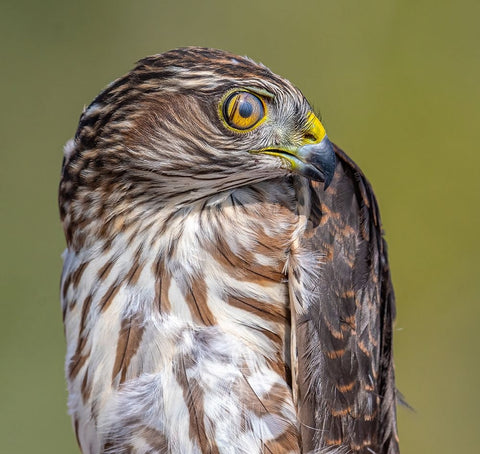 Hawk-Eye White Modern Wood Framed Art Print with Double Matting by Sharma, Abhinav