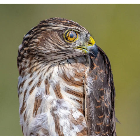 Hawk-Eye Black Modern Wood Framed Art Print with Double Matting by Sharma, Abhinav