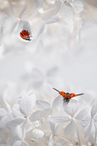 Ladybug Among Flowers White Modern Wood Framed Art Print with Double Matting by Jacobs, Lydia